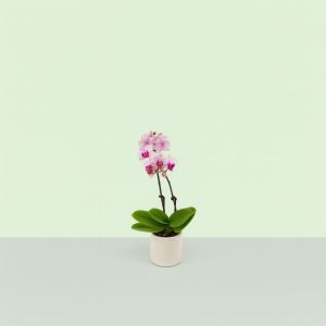Phalenopsis mini White with Red Heart Studio