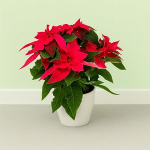Poinsettia Dark Red Studio