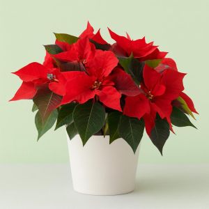 poinsettia visi179283 Studio