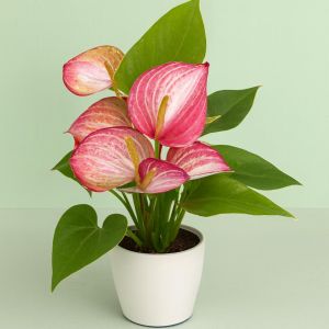 Anthurium Livium Studio