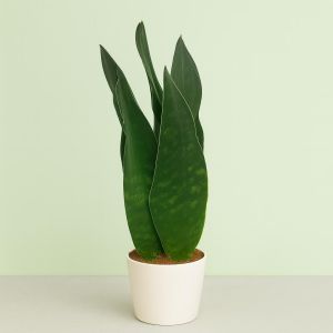 Sansevieria dark diamond Studio