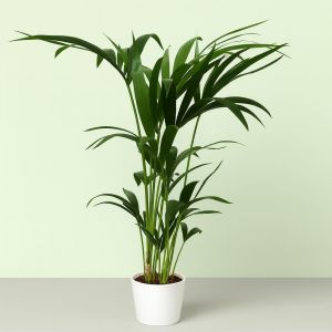 Howea 17cm pot Studio