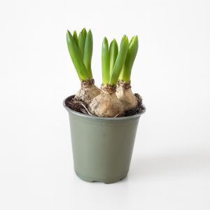 Hyacinth Yellow 12 cm pot Studio