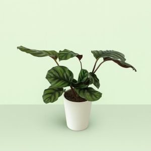 Calathea Fasciata 14 cm pot Studio V2 Studio