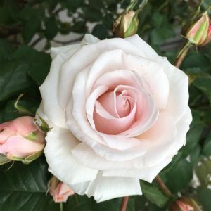 Rosa Floribunda Belmonte ®