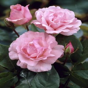 Queen Elisabeth