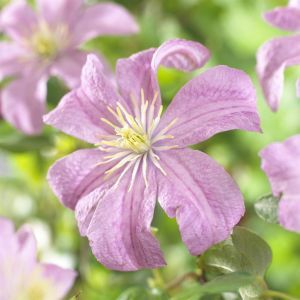 Clematis Comtesse de bouchaud v2