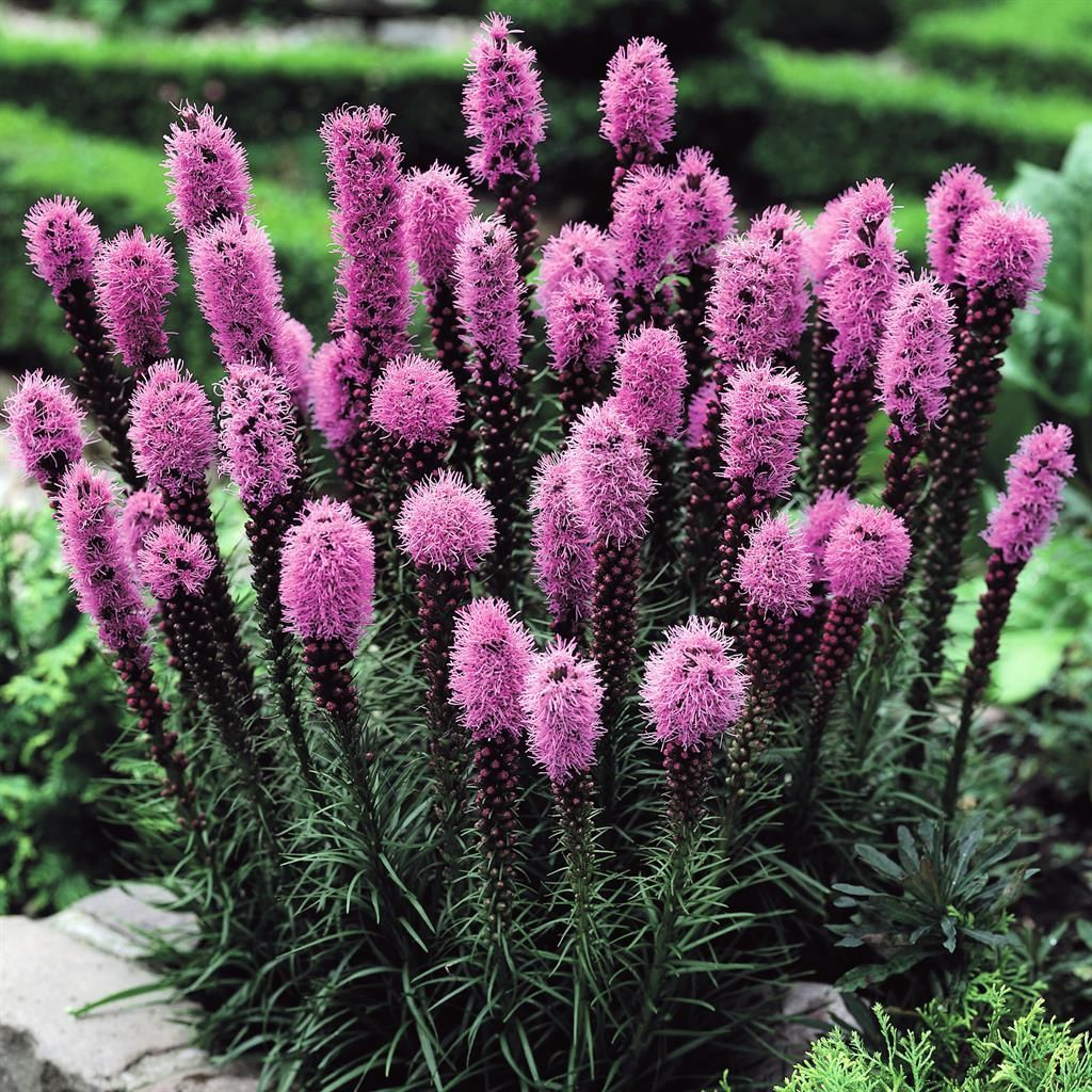 Vaste planten volle zon voordelig kopen bij TuinFlora.be