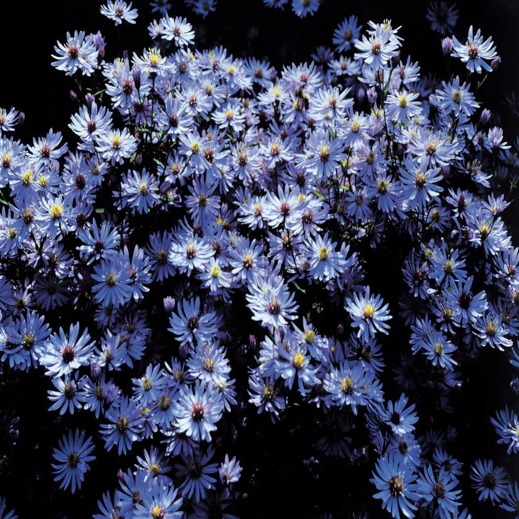 example of monocot plant 
