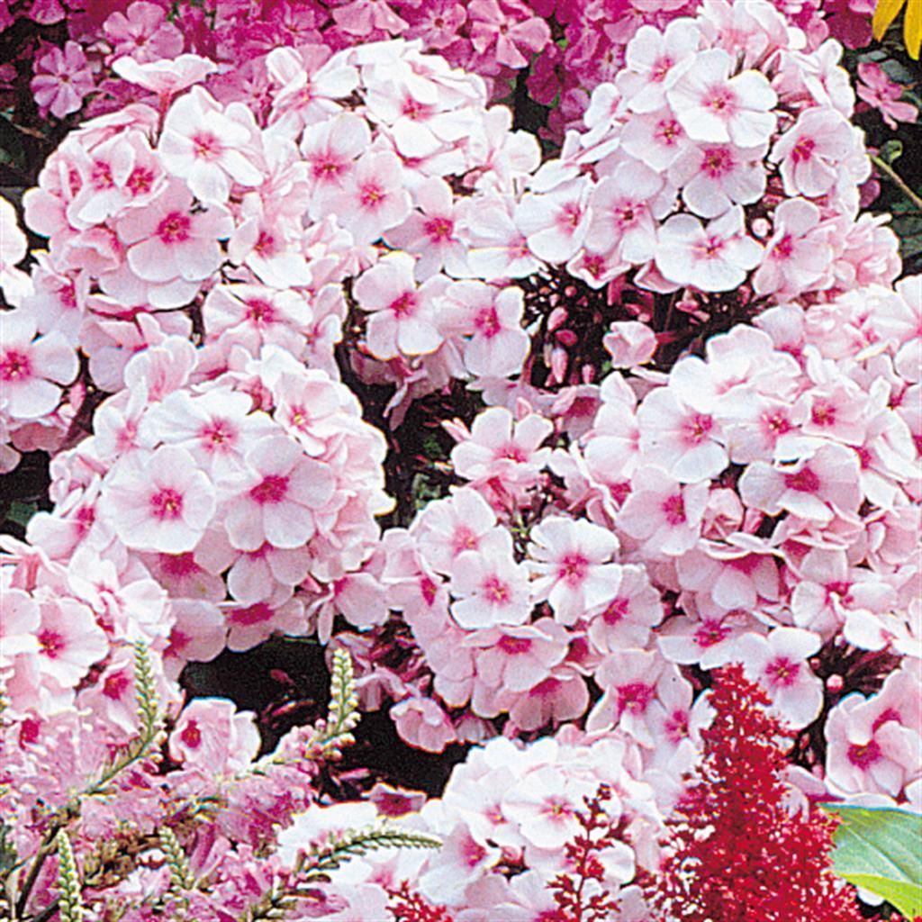 Roze vaste planten voordelig kopen bij TuinFlora.be