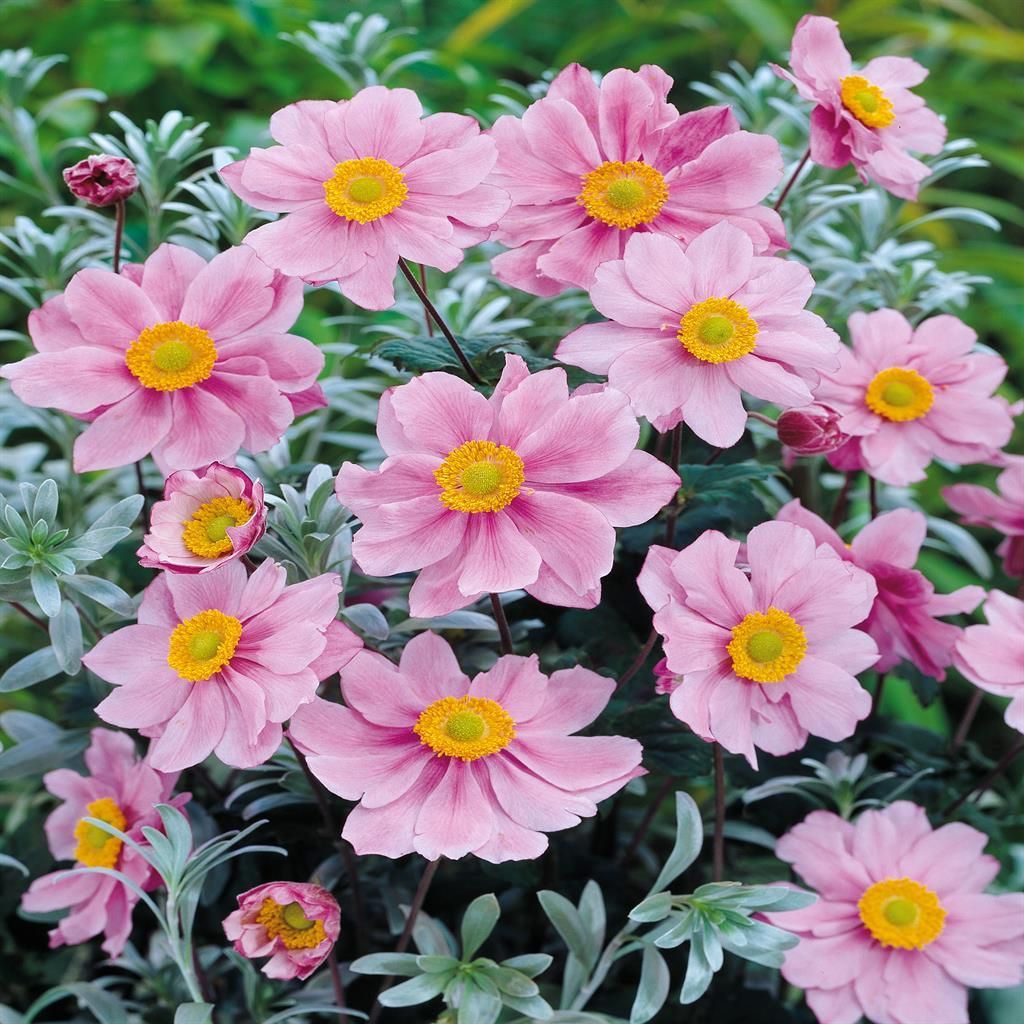 bentleys plants Lily Double Asiatic Bentley 5ct