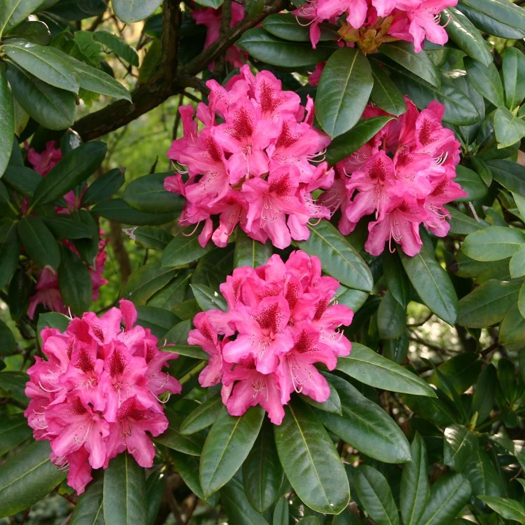 taxus baccata 125-150 preis Taxus baccata Solitär kaufen? Bestellen Sie einfach online beim Züchter
