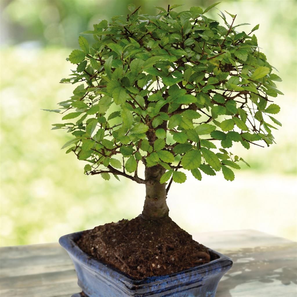 cotoneaster microphyllus bonsai Cotoneaster microphyllus 'THYMINIFOLIUS' Pre-Bonsai #1 – MiniForest